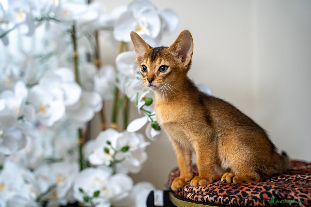 Abyssinian cats for sale: Elegant Abyssinian Kittens Champion Lines 🏆 🥇  - Image 21
