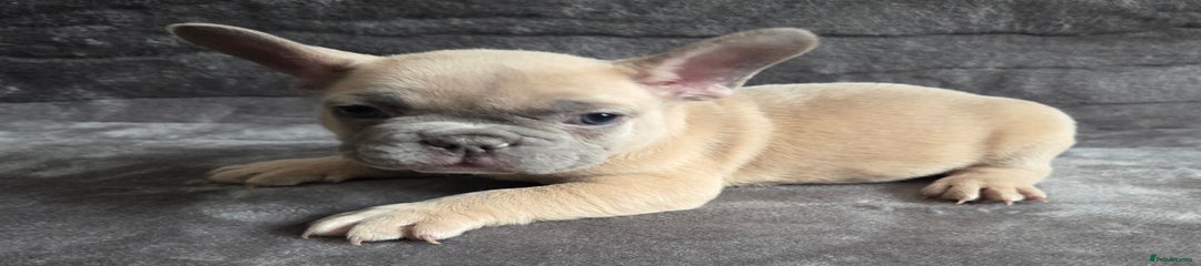 French Bulldog Puppy 4