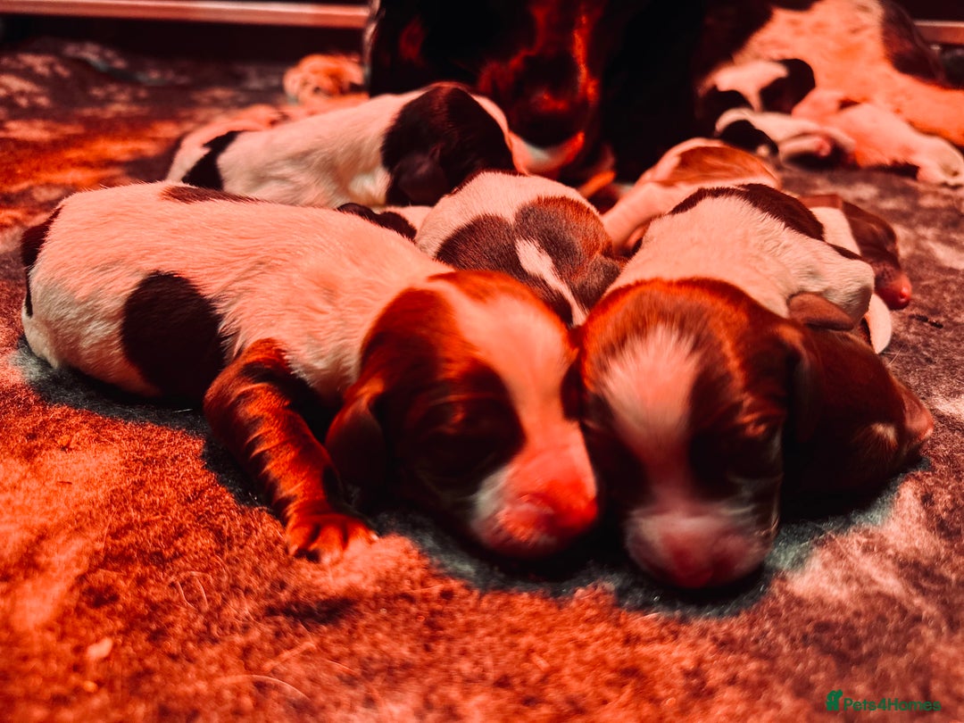 English Springer Spaniel dogs for sale: KC English Springer Spaniels  - Advert 20