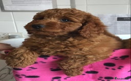 Labradoodle dogs for sale: 5* F1B Mini Labradoodles - health tested  - Image 35