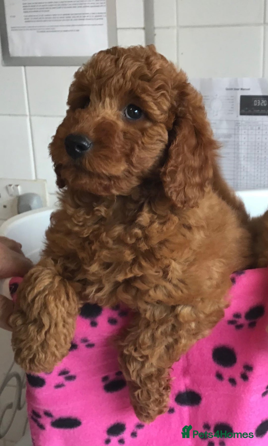 Labradoodle dogs for sale: 5* F1B Mini Labradoodles - health tested  - Image 35