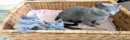 Russian Blue cats for sale: TICA Registered kittens  - Advert 7