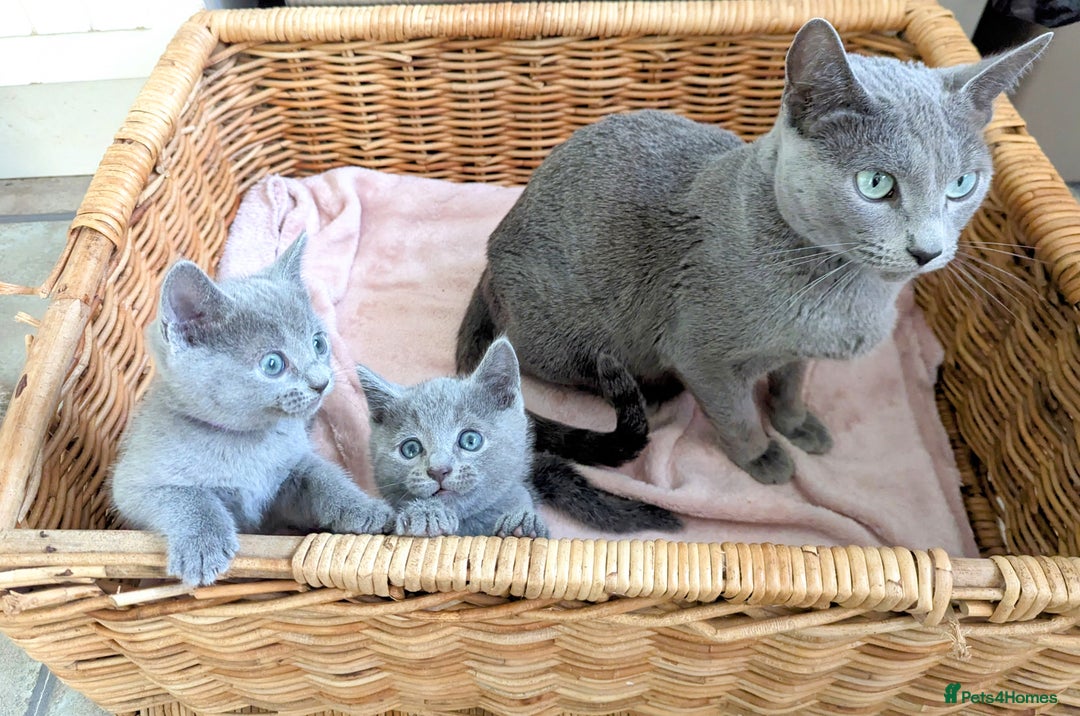 Russian Blue cats for sale: TICA Registered kittens  - Advert 7
