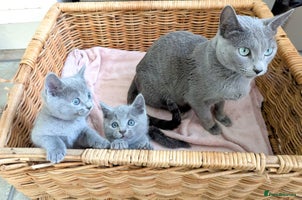 Russian Blue cats TICA Registered kittens - Advert 3