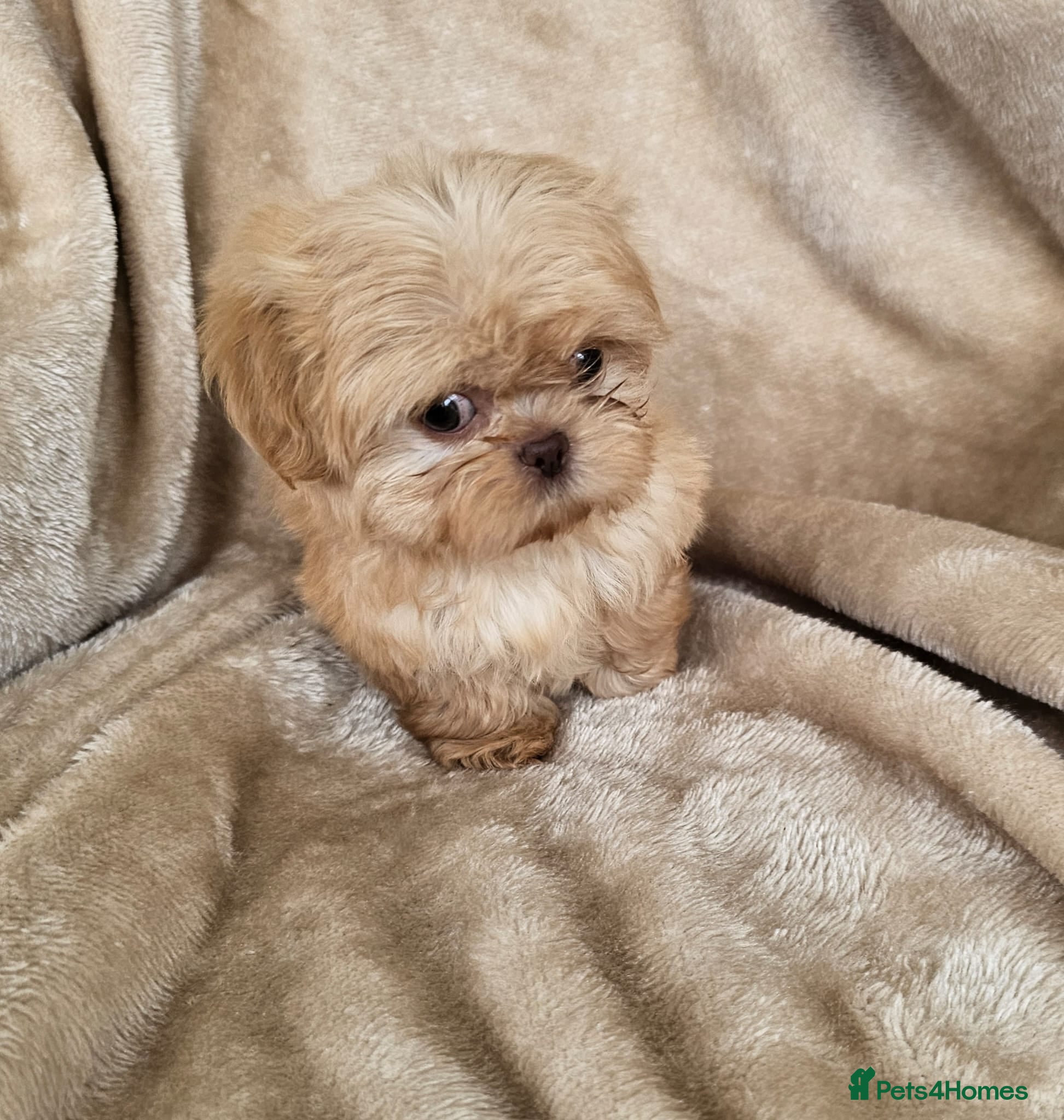 Shih Tzu dogs Ready now  - Advert 3