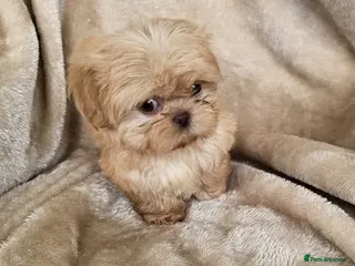 Shih Tzu dogs Ready now - Advert 3