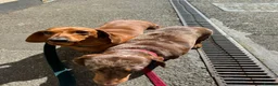 Miniature Dachshund dogs for sale: Two miniature dachshunds looking for a new home in Brighton - Advert 3