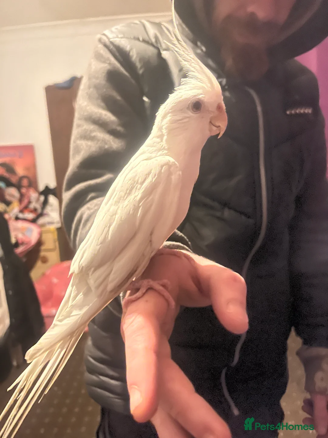 Cockatiels birds for sale: Hand tame cockatiels  - Advert 26