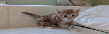 Kitten 1