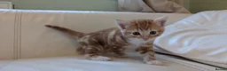 Mixed Breed cats for sale: Beautiful ginger kittens looking for new home - Advert 4