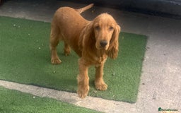 Cocker Spaniel dogs for sale: Crocker spaniel puppy's  - Image 13