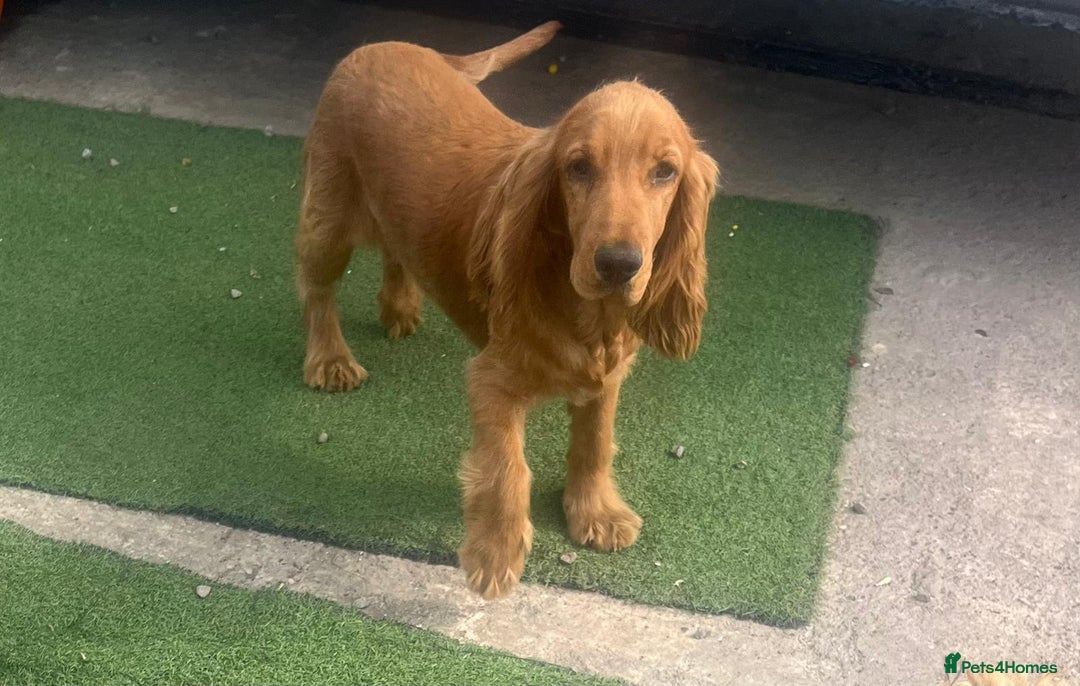 Cocker Spaniel dogs for sale: Crocker spaniel puppy's  - Image 13