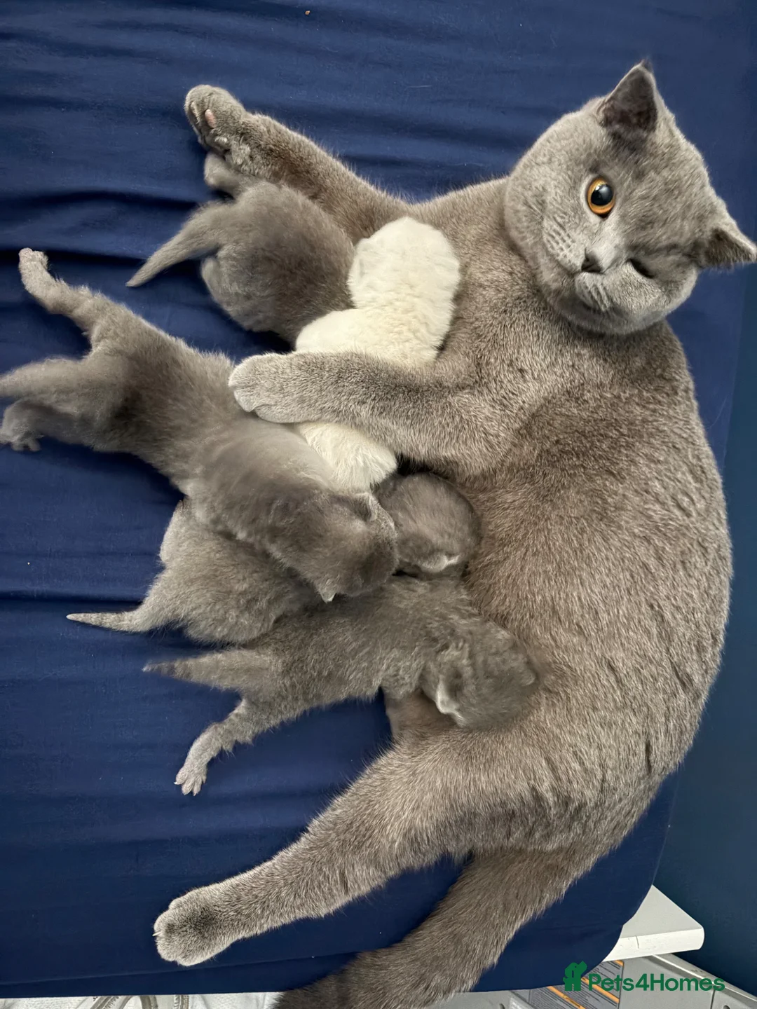 British Shorthair cats for sale: British shorthair  - Advert 2