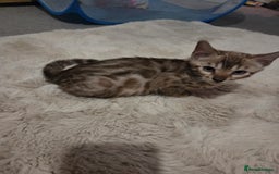 Bengal cats for sale:  1 stunning male bengal kitten (reduced price) - Image 1
