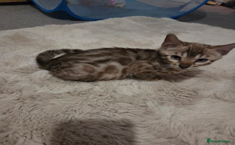 Bengal cats - Advert 5