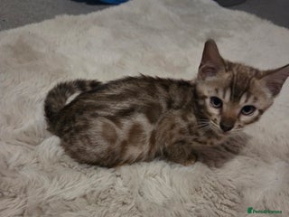 Bengal cats - Advert 24