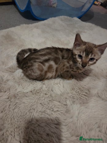 Bengal cats - Advert 3
