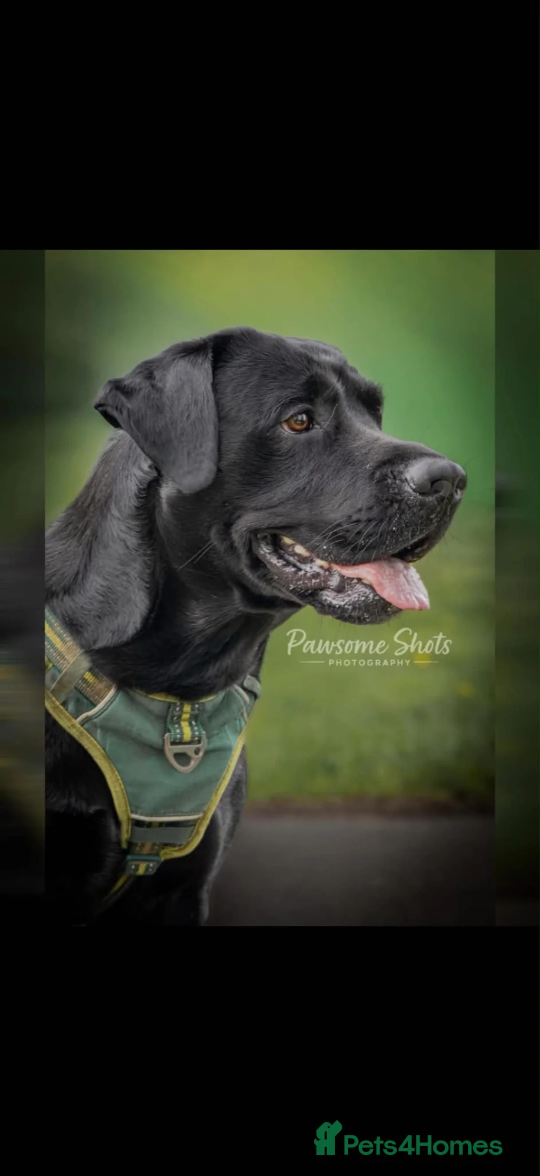 Labrador Retriever dogs for stud: Black Labrador STUD in Yeovil - Advert 3