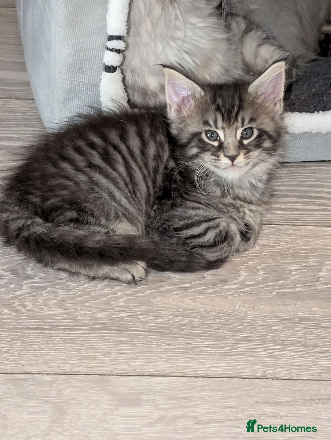 Maine Coon cats for sale: Tica registered mainecoons  - Advert 2
