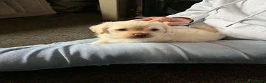 PJ