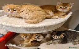 Scottish Fold cats for sale: Scottish fold/straight looking for home  - Image 27
