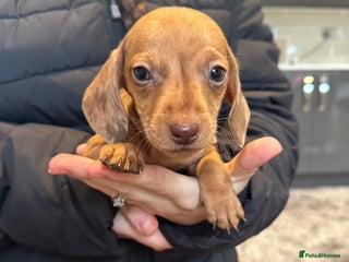 Miniature Dachshund dogs Miniature dachshund - Advert 12