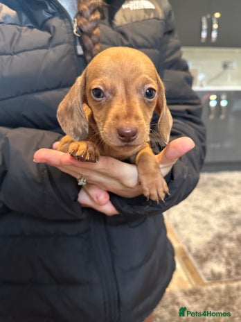 Miniature Dachshund dogs Miniature dachshund - Advert 5