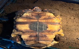 Tortoise reptiles for sale: Redfoot tortoise🐢 - Image 5