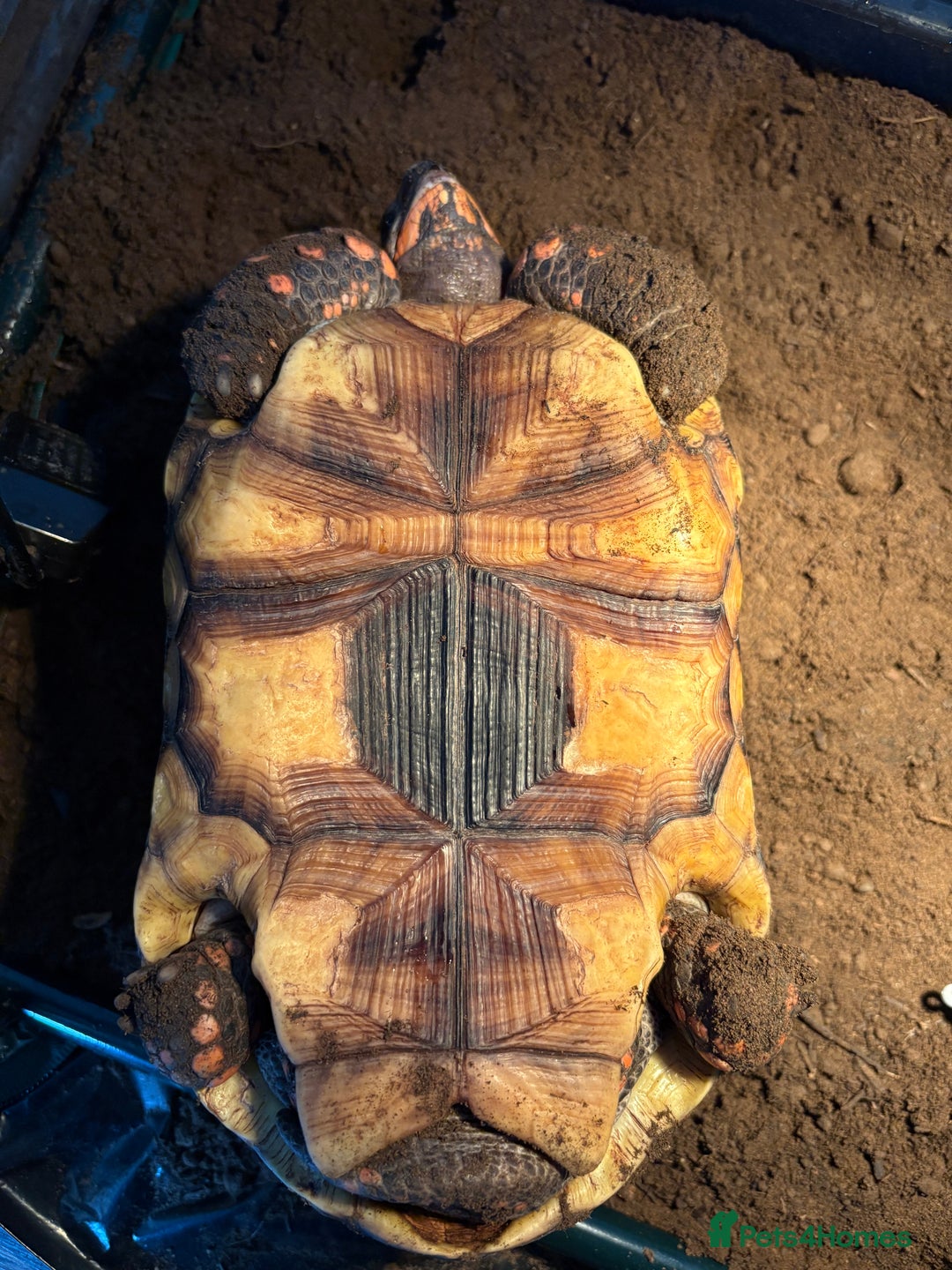Tortoise reptiles for sale: Redfoot tortoise🐢 - Image 5
