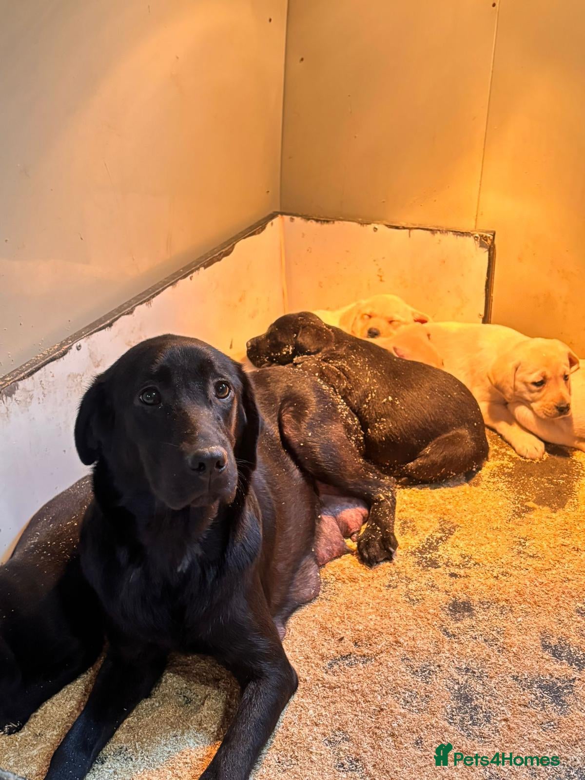 Labrador Retriever dogs Labrador Retriever  - Advert 14