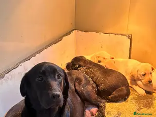 Labrador Retriever dogs Labrador Retriever - Advert 2