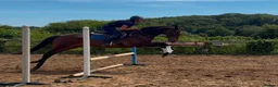 English Thoroughbred horses for sale: The dutchman  - Advert 4