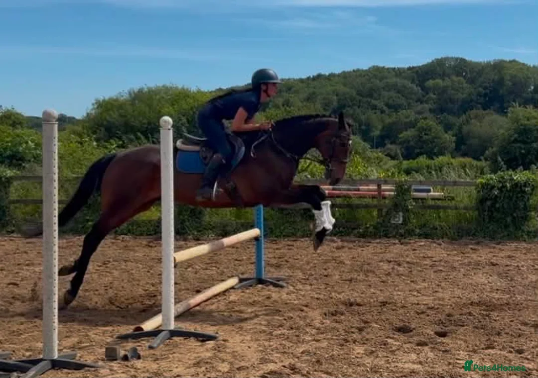 English Thoroughbred horses for sale: The dutchman  - Advert 4