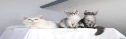 Maine Coon cats for sale:     Limited Summer Offer – Reduced Kitten Prices - Advert 20