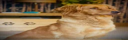 Golden Retriever dogs for sale: KC reg Dark Golden Retriever Pups - Advert 9