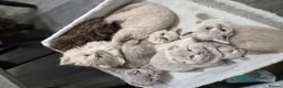 Scottish Fold cats for sale: Scottish fold and stright kittens  - Advert 8