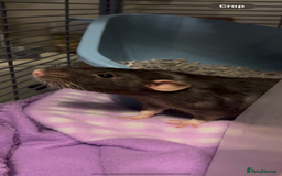 Rat rodents for sale: Free to a good home! - Image 4