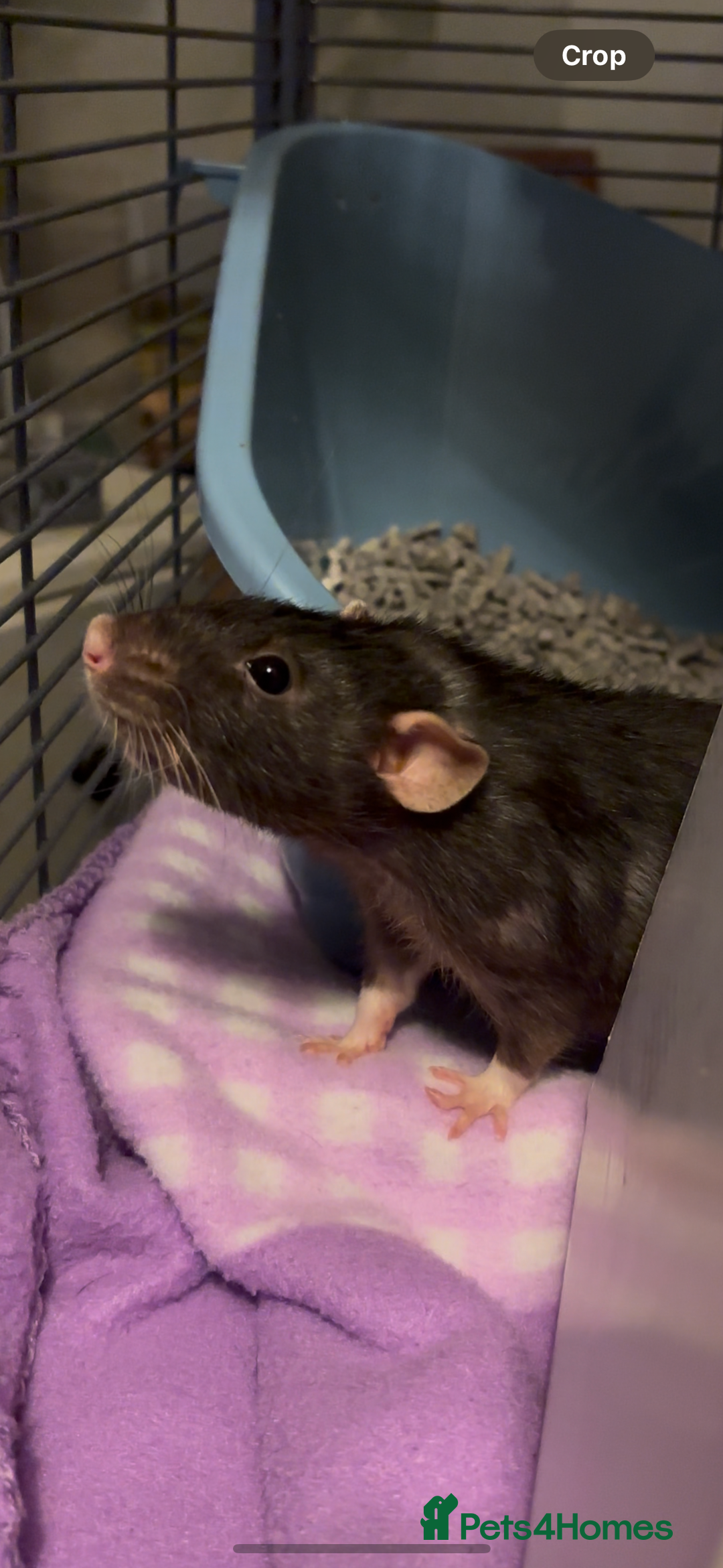 Rat rodents for sale: Free to a good home! - Image 4