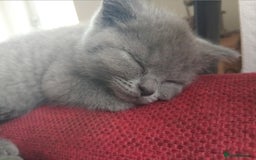 British Shorthair cats for sale: BRITISH SHORT HAIR KITTENS  in Gloucester - Image 6