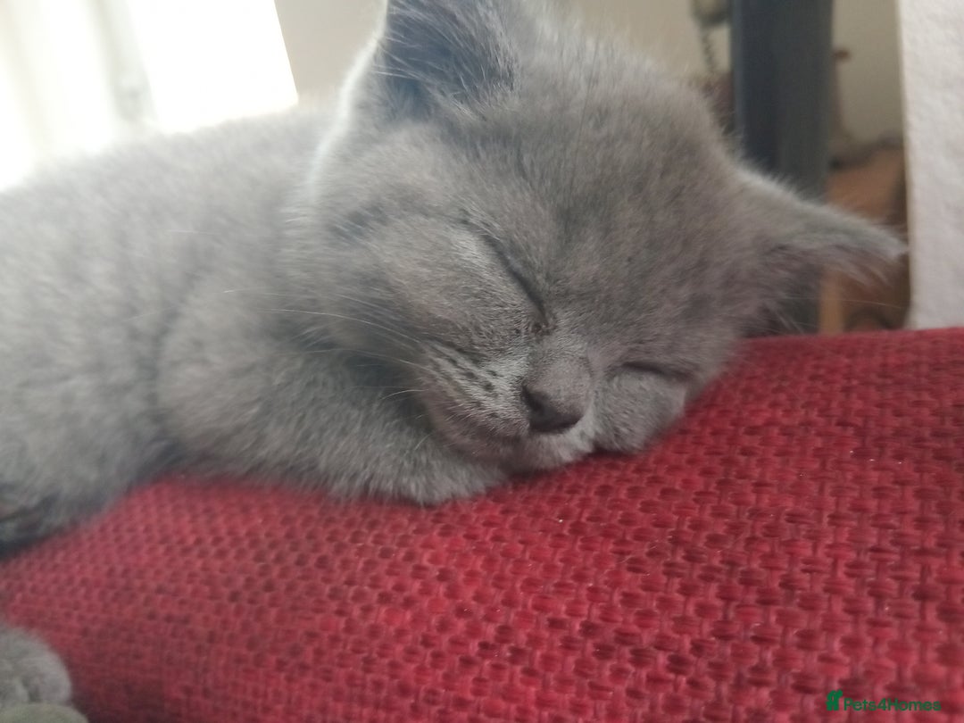 British Shorthair cats for sale: BRITISH SHORT HAIR KITTENS  in Gloucester - Image 6