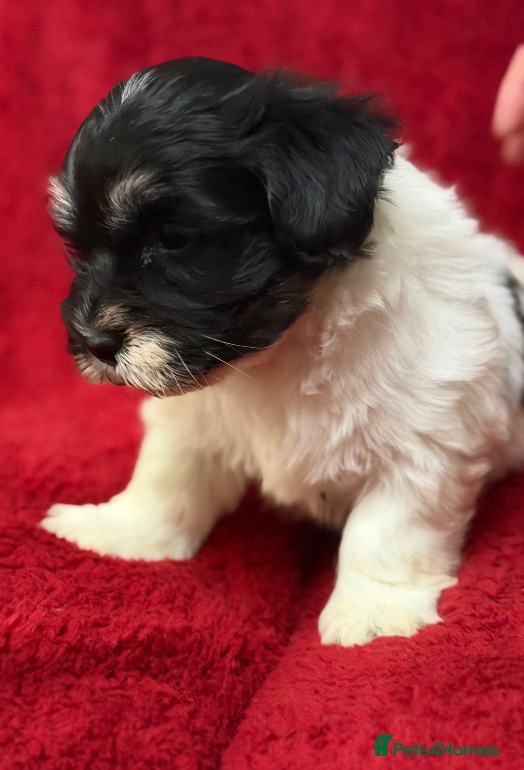 Havanese dogs for sale: Beautiful Havanese Puppies  - Image 17