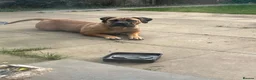Boerboel dogs for sale: Our beautiful girl Narla in Birmingham - Advert 11