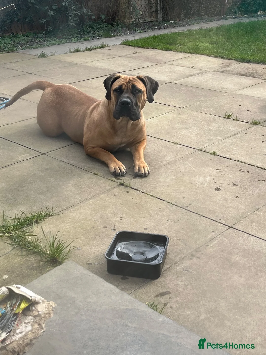 Boerboel dogs for sale: Our beautiful girl Narla in Birmingham - Advert 11