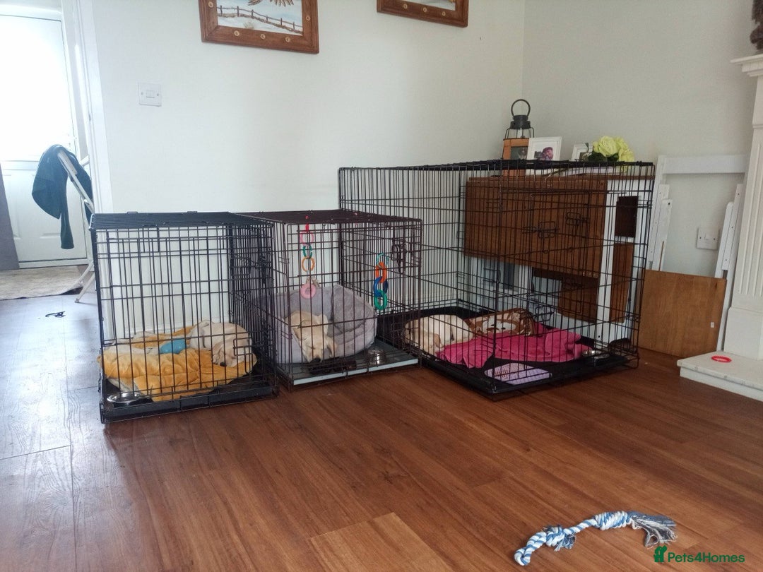 Labrador Retriever dogs for sale: Equal parts adventure and sofa buddies (Labradors) - Image 15