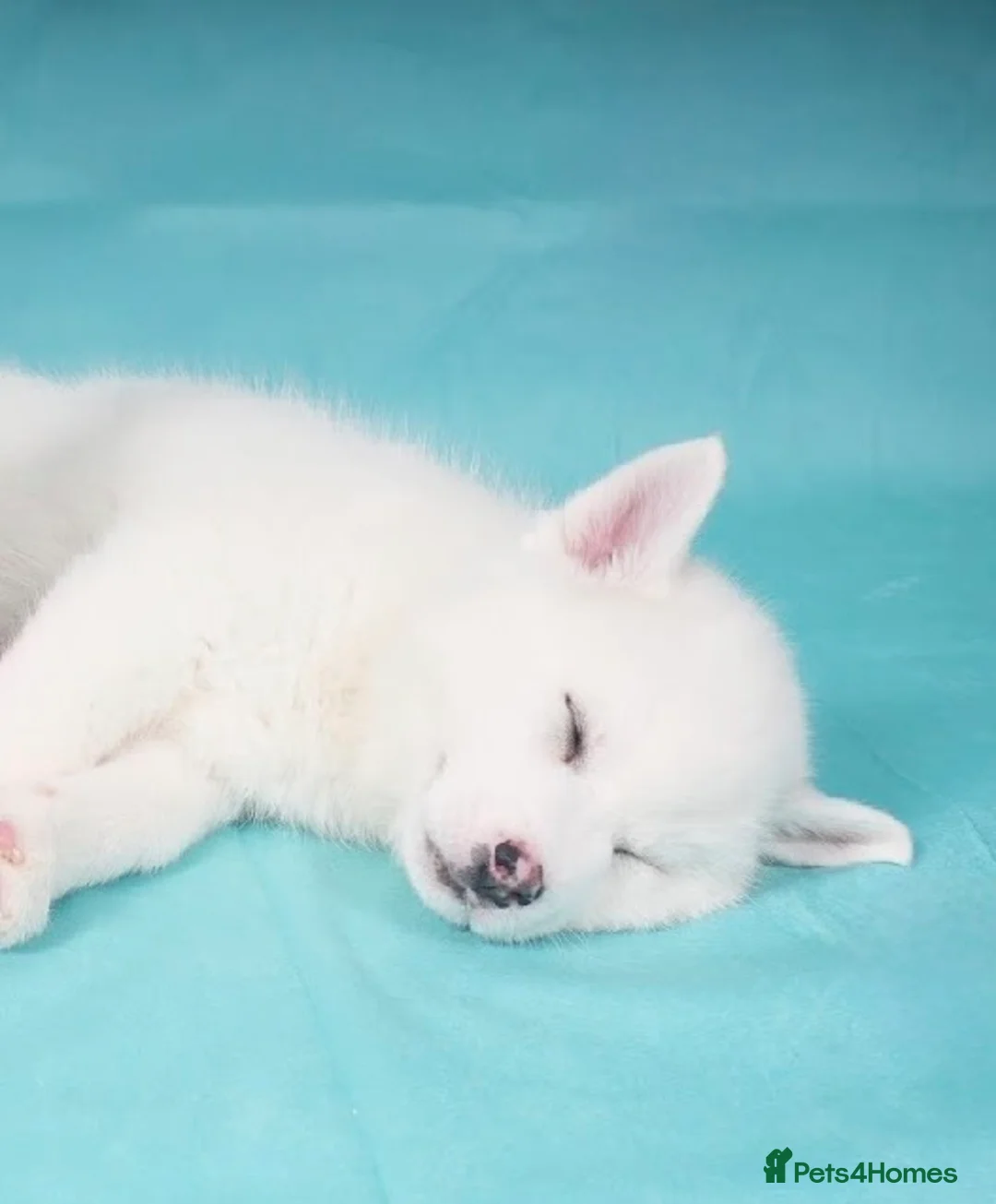 Pomsky dogs for sale: READY TO LEAVE-ONE LEFT-F2 Pomsky pup–Luna’s Pride - Advert 2