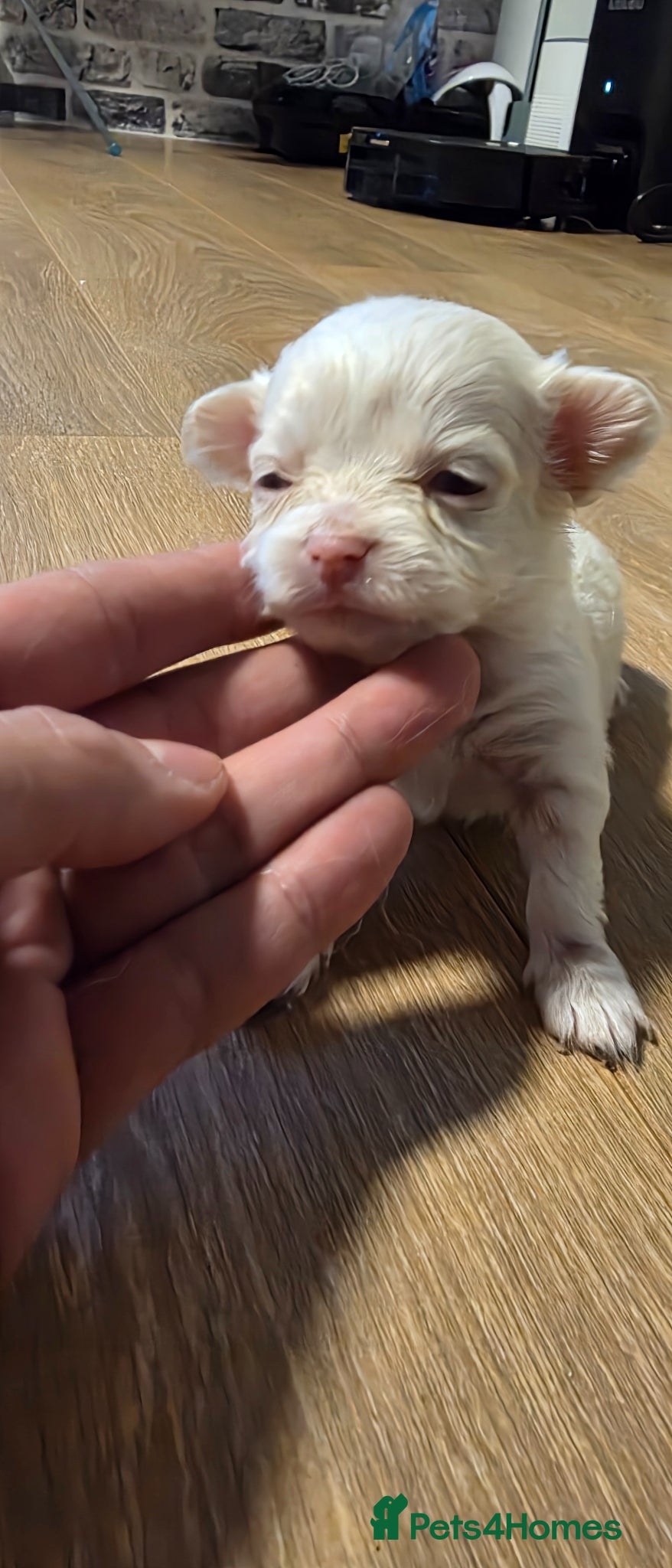Chihuahua dogs for sale: Long & short haird chihuahua puppies  in Wirral - Advert 4