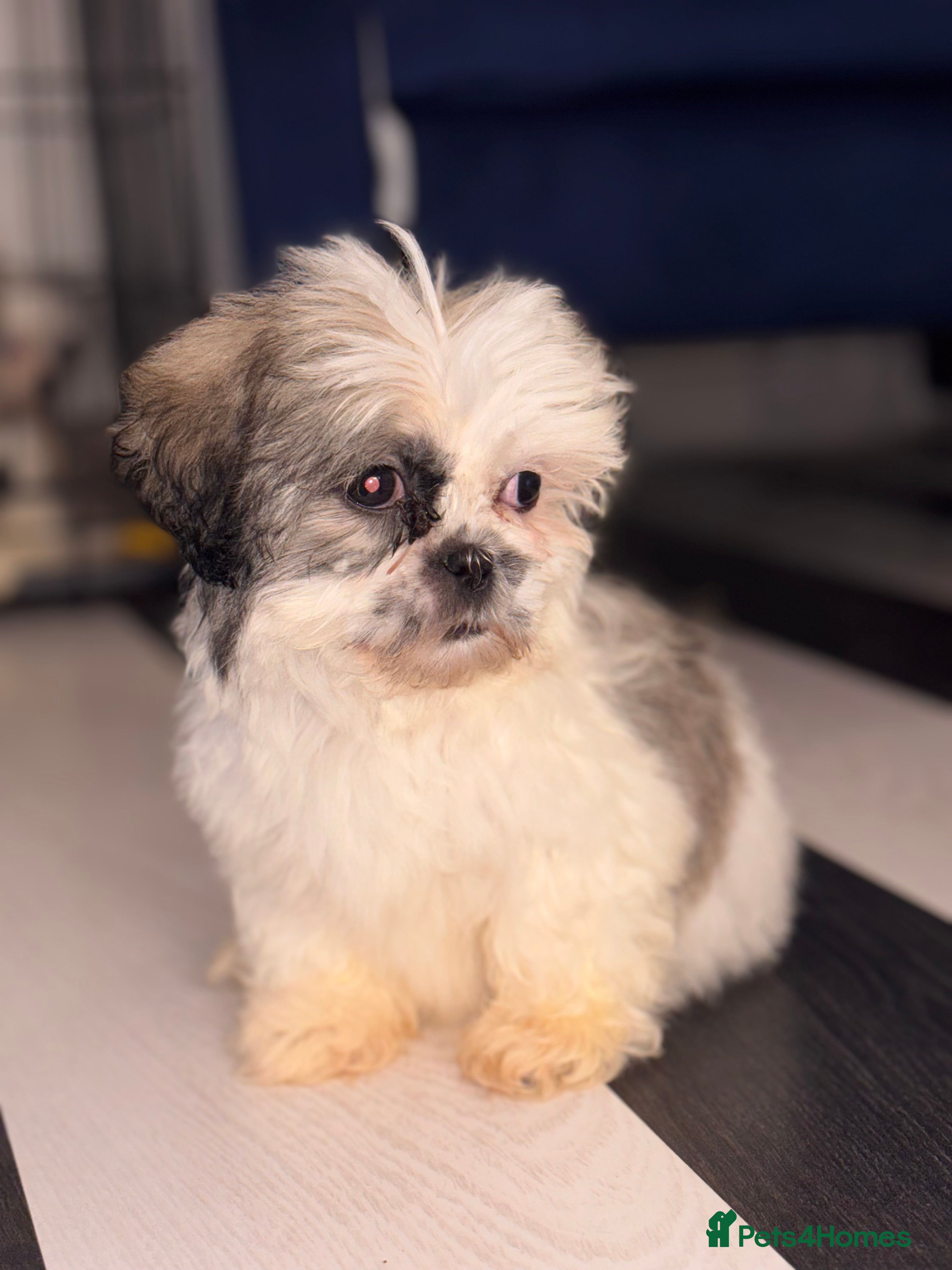 Shih Tzu dogs 4 adorable Shih Tzu puppies for sale - Advert 5