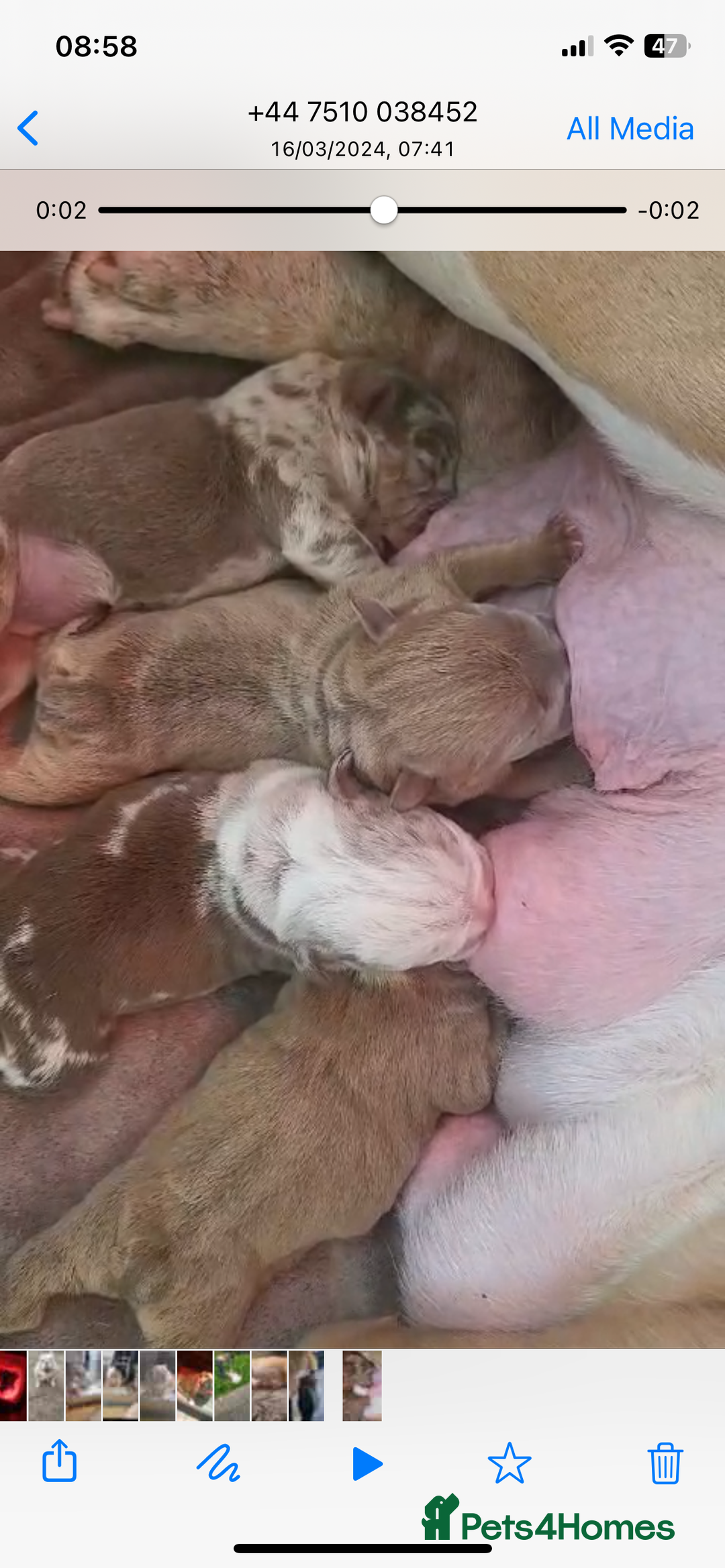 English Bulldog dogs for stud: Chocolate and tan stud includes 2 ai in Walsall - Image 26