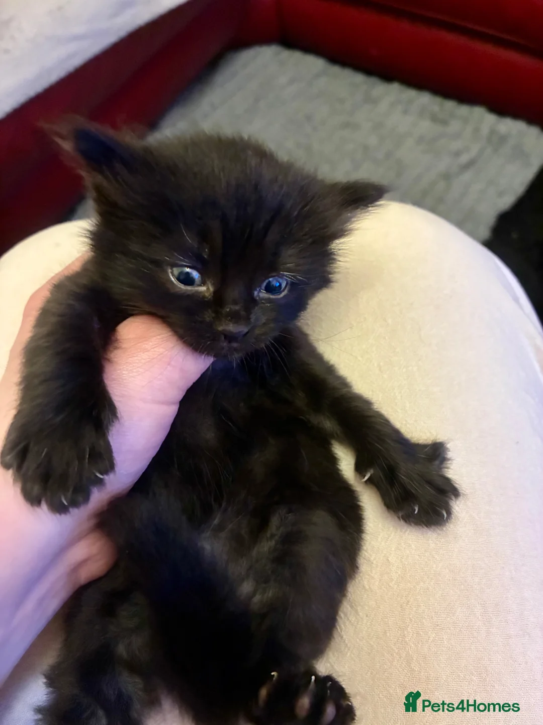 Turkish Angora cats for sale: Turkish angora kitten  - Advert 2
