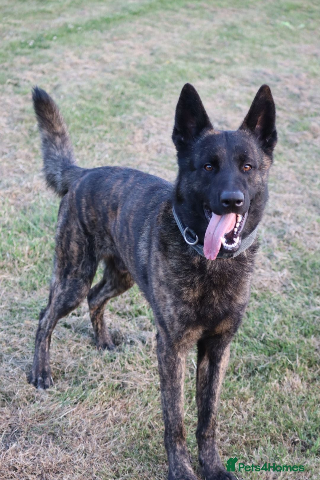 Belgian Shepherd Dog dogs DH male  - Advert 6